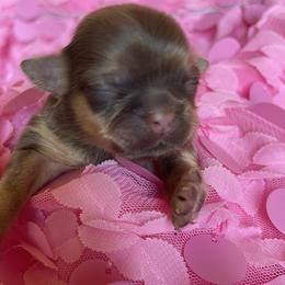 Shih Tzu Puppies from Monica Sauceda