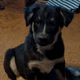 Optimus Prime - Australian Shepherd puppy from A&M Australian Shepherds