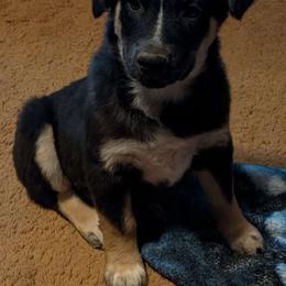 Optimus Prime - Australian Shepherd puppy from A&M Australian Shepherds