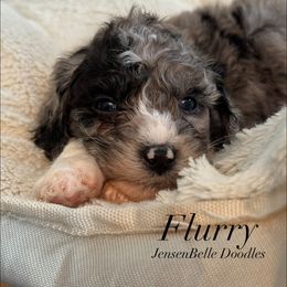 Bernedoodle, Goldendoodle, and Poodle Puppies from JensenBelle Doodles