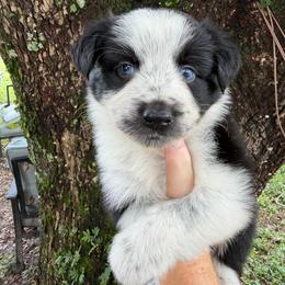 Boy 3 - Black & white male Australian Shepherd puppy in Lakeland, Florida from Infinite Aussies