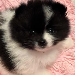 Loralei - Black parti female Pomeranian puppy in Arizona from Ma Petite Amore Pomeranians
