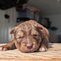 River - Red and white male Siberian Husky puppy in Coshocton, Ohio from Wyant Farms