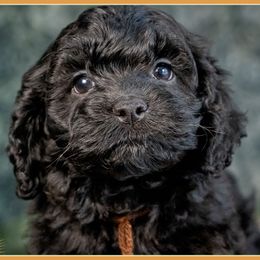 Daniel - Black male Cockapoo puppy in Connersville, Indiana from Deaz Doodle Ranch