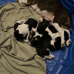 Beagle Puppies from PJ's beagles