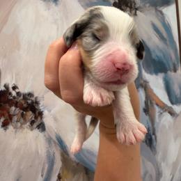 Loki - male Australian Mountain Doodle puppy in Snook, Texas from Snook Acres Doodles