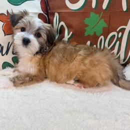 Jill - White and tan female Morkie puppy in Stockbridge, Georgia from Jenn’s Georgia Morkies and Biewer Terriers