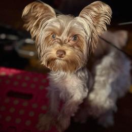 Marley - Yorkshire Terrier