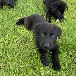 German Shepherd Puppies from Bolwerk’s 3B Acres
