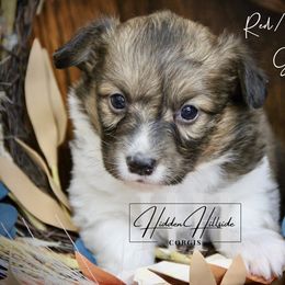 Red.Sable FLUFF Girl 3 Kept Tail - Red female Pembroke Welsh Corgi puppy in Locust Grove, Oklahoma from Hidden Hillsides Corgis