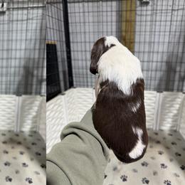 Baby - Liver and white female English Springer Spaniel puppy in Ogilvie, Minnesota from V.V. Berg Kennels