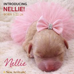 Nellie - Apricot female Goldendoodle puppy in Aurora, Illinois from Chicago Goldendoodles