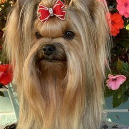 Babylon - Yorkshire Terrier