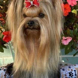 Babylon - Yorkshire Terrier
