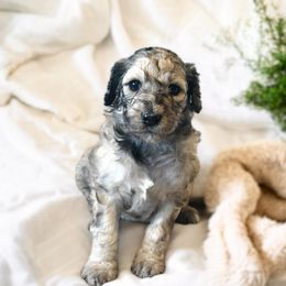 Goldendoodle puppies from Heritage Hills Family Doodles
