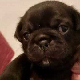 Pugs from RD Pugs