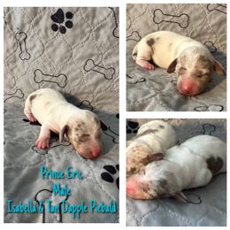 Prince Eric - Fawn (isabella) and tan male Dachshund puppy in Corona, California from Over The Moon Dachshunds