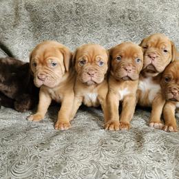 Zelda - Red female Dogue de Bordeaux puppy in Fowlerville, Michigan from Big and Little Wiggly Butts LLC