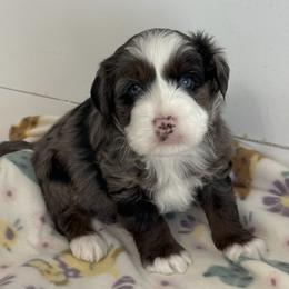 Forest - Blue merle male Aussiedoodle puppy in Charlestown, Indiana from Forever Aussies and A Doodle