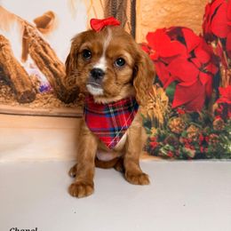 Chanel - Red female Cavapoo puppy in Pocasset, Massachusetts from Mini Goldendoodles of Cape Cod