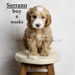 Serrano (orange collar) boy - Apricot male Goldendoodle puppy in Corona, California from Fluffy Puppy Mini Doodles LLC