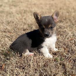 American Corgi and Pembroke Welsh Corgi Puppies from Tori’s Sassy Corgis