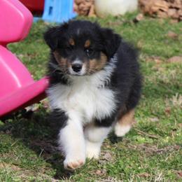 Nolan - Black tri-color male Australian Shepherd puppy in Kansas, Oklahoma from Windy G Farm