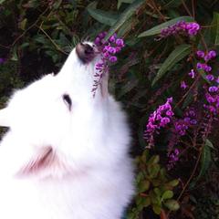 Samoyeds from Kismet