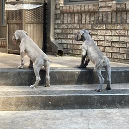 Great Dane Puppies from Starlight Danes