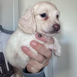 Sol - Cream male Dachshund puppy in Cheyenne, Wyoming from Great Basin Hounds