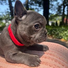 Vito - Blue male French Bulldog puppy in Salisbury, Maryland from 77 Frenchies Maryland