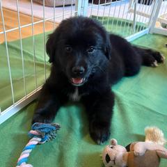 Millie-Red Collar - female Golden Mountain Dog puppy in Loveland, Colorado from Grateful Bernese & Gage's Goldens
