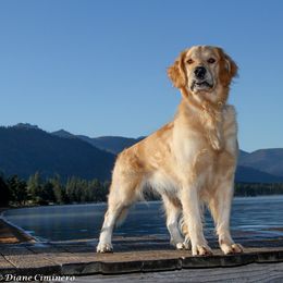 Sparrow - Golden Retriever