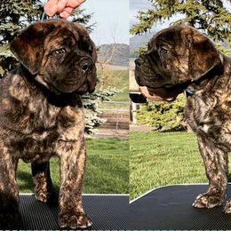 Cane Corso Puppies from Virtue Cane Corso