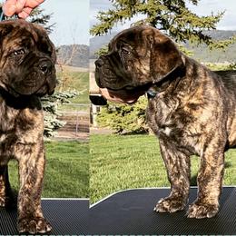 Cane Corso Puppies from Virtue Cane Corso