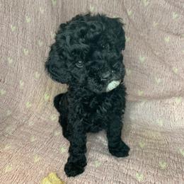 Wick - Black male Cockapoo puppy in Bedford, Iowa from Our Father’s Doodles