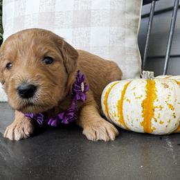 Heartsong Bear - Red  female Goldendoodle puppy in Camden, North Carolina from Oopsie Doodles of NC