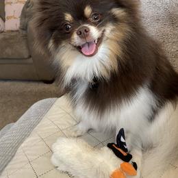 Pomeranian All Grown Up from Picture Perfect Poms