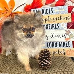 AKC Teddy - Wolf sable male Pomeranian puppy in Byron, Georgia from Tracys Pom Palace