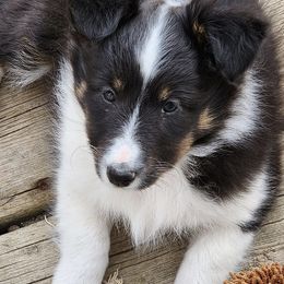 Shetland Sheepdogs from Amy's Critters