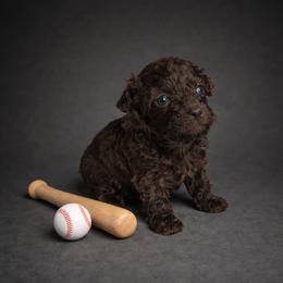 Bernedoodle, Bernese Mountain Dog, Goldendoodle, and Shihpoo Puppies from Route 66 Poodles & Doodles, Sapphire Shih-tzu's of Ohio