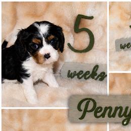 Cavalier King Charles Spaniels from Brattin Cavaliers