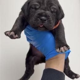 Male 2 - Black male Cane Corso puppy in California from Donato Kennels
