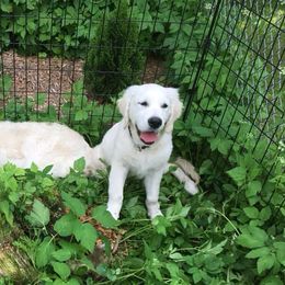Golden Retrievers from CK English Goldens