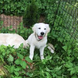 Golden Retrievers from CK English Goldens