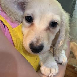 RTG Cream piebald longhair - Cream male Dachshund puppy in Helenville, Wisconsin from Remarkable Doxies