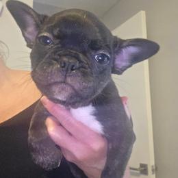 Agnes - female Boston Terrier puppy in Fort Myers, Florida from Legends Frenchton's, French Bulldogs ,Boston Terriers, Reindeer chihuahuas & French Bullhuahua's