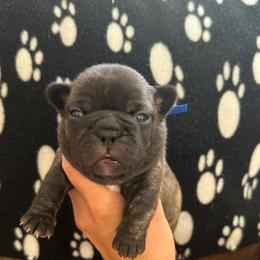 Ben - Brindle male French Bulldog puppy in Daviess County, Kentucky from Blissful Euro Boxers, Dobermans & French Bull Dogs