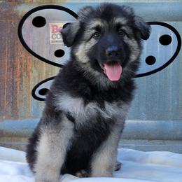 Argus - Black and silver male Shiloh Shepherd puppy in Plant City, Florida from Look Up Shilohs