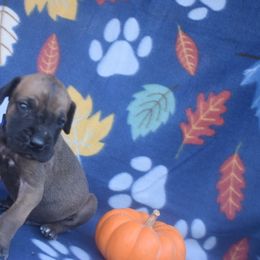 Fawn Male with Black Mask - Blue Collar - Fawn male Great Dane puppy in Alvarado, Texas from Texas Blue Danes